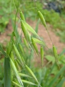 Avena (Avena sativa L.)