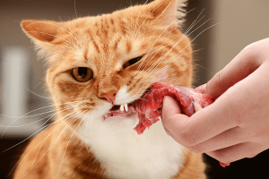 dieta BARF gatos