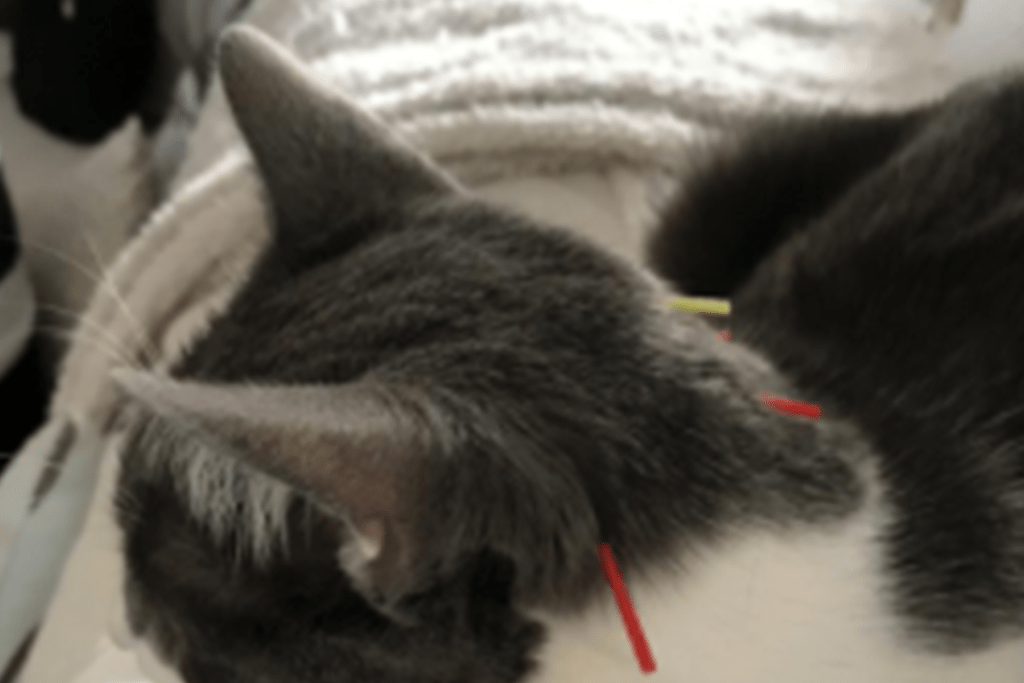acupuntura gato