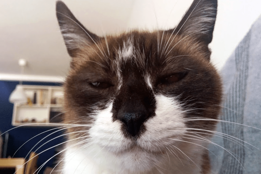 gato siames con veterinaria natural