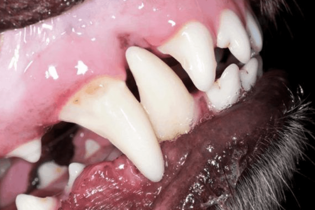 pasta de dientes para perros