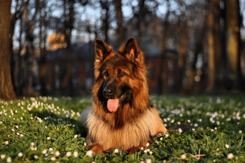 problemas en huesos y articulaciones en perros