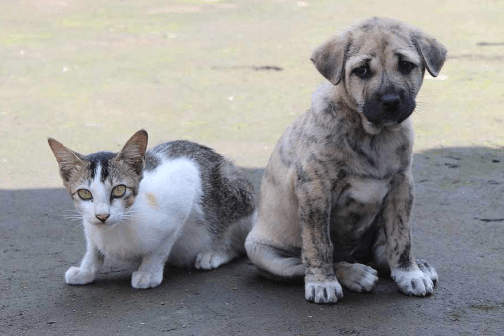 perro con insuficiencia renal