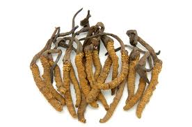 Cordyceps Cordyceps
