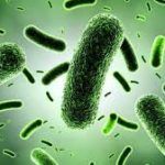 Microbios para biocombustible