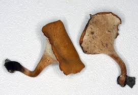 Polyporus Polyporus