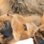 almohadillas perro