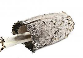 Coprinus Coprinus