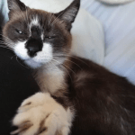 gato_insuficiencia_renal
