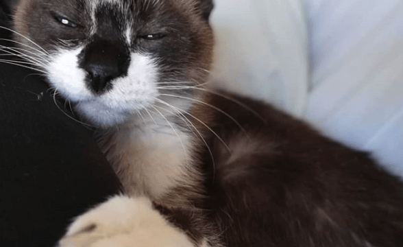 Insuficiencia renal crónica en el gato: manejo con terapias holísticas
