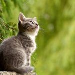gatos naturaleza