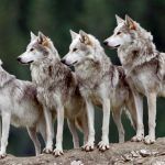 lobos red venta