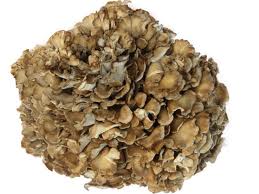 Maitake para mascotas Maitake