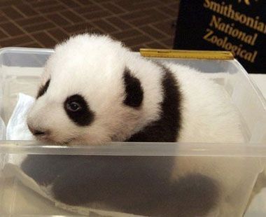 fotos de osos panda bebes