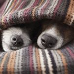 perros invierno