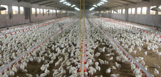Nueva normativa pollos y gallinas