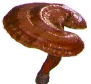 Terapia Mascotas con Reishi Reishi