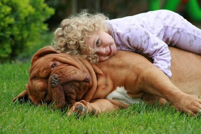 Probióticos para perros