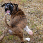 nerviosismo y la ansiedad en perros