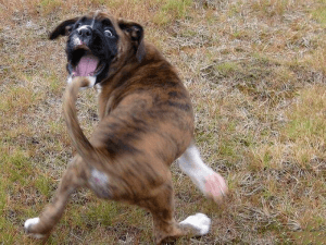 500 mg de raíz de valeriana son seguros para perros