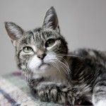 gato con insuficiencia renal