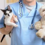 veterinarios profesionales
