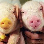 Bruselas propone suspender la clonación de animales para producir alimentos