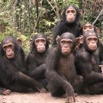 Catalunya prohíbe rodar concursos con chimpancés como ‘Involución’