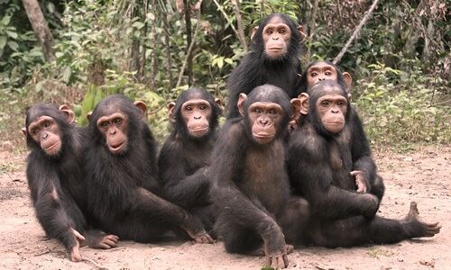Catalunya prohíbe rodar concursos con chimpancés como ‘Involución’