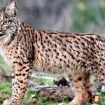 Los nuevos “niños lince” de Félix Rodríguez de la Fuente