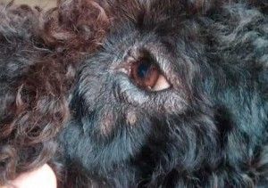 malassezia-ocular-en-perro