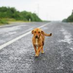 perro carretera