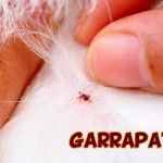 Solucion natural garrapatas en perros