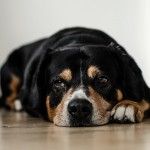 Enfermedad articular degenerativa en perros con soluciones naturales