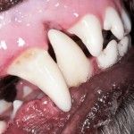 limpiar dientes al perro con pasta casera