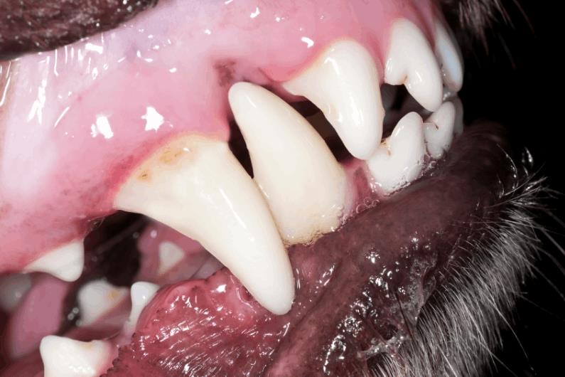 limpiar dientes al perro con pasta casera