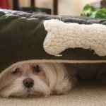 perro con miedo a ruidos