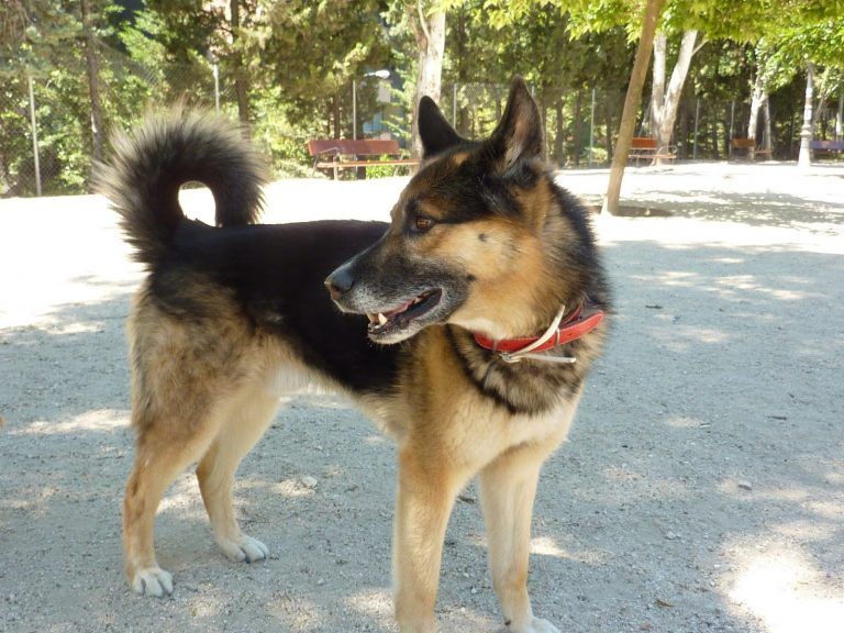 Tratamiento adenitis sebácea canina en un perro cruce de Pastor Alemán