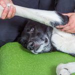 Práctica clínica de los problemas articulares en veterinaria