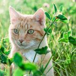 veterinaria natural gatos