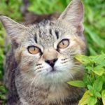 FLUTD enfermedad del tracto urinario en gatos
