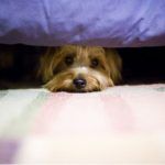 Tres soluciones naturales para tu mascota durante la noche de San Juan