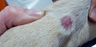 hongos piel perros