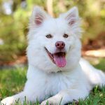 Ayudar a los problemas de la piel en perros y gatos con aceite de coco