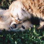 Tratamiento con Sales de Schussler para perros y gatos
