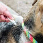 productos para pulgas y garrapatas