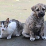 Insuficiencia renal en perros y gatos