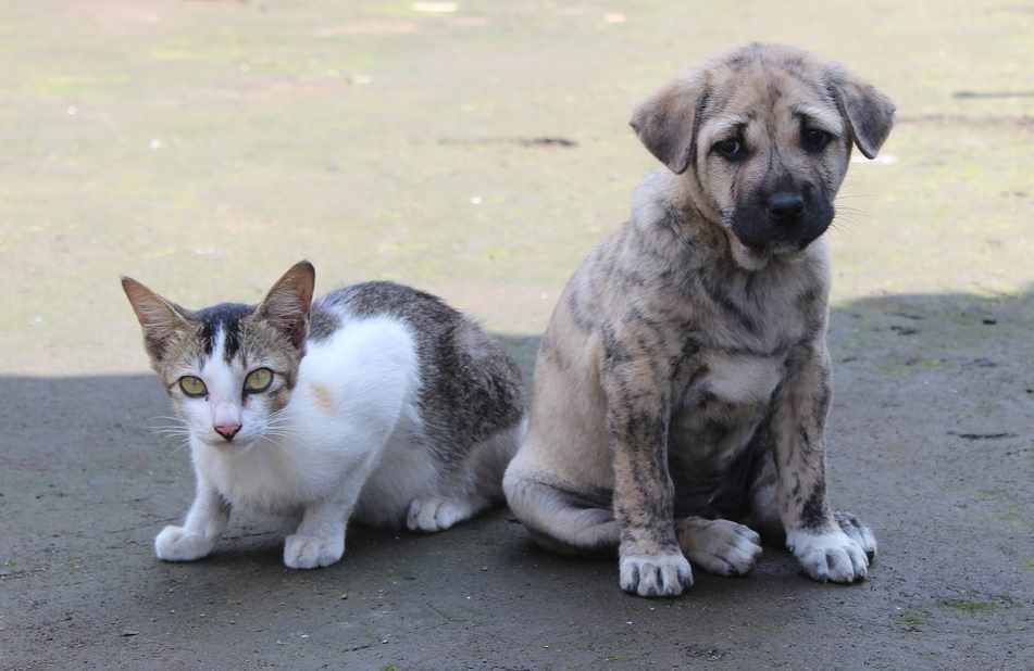 Insuficiencia renal en perros y gatos causas y tratamiento