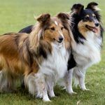 Pastores de Shetland