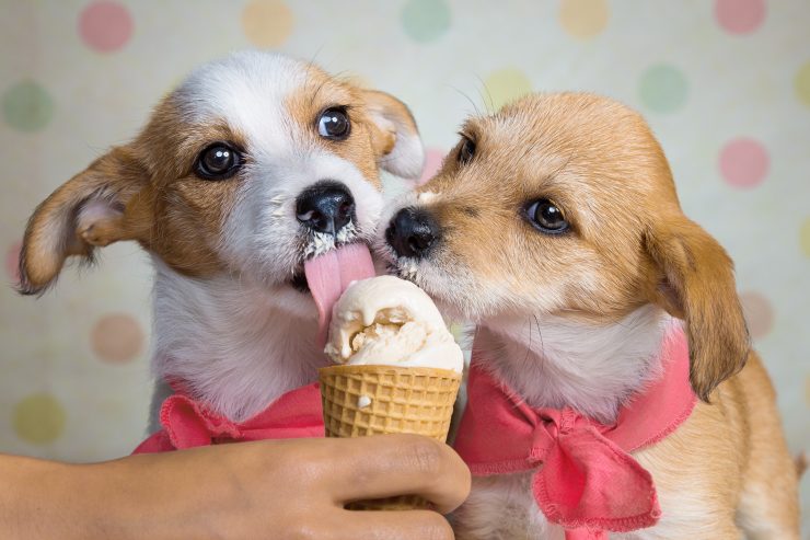 helado para perros
